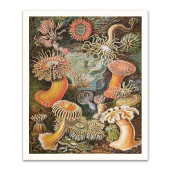 Anenomes Riso Print (12x10)