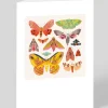 Moths and Butterflies Greeting Card | Ohh Deer