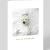 Pampered Pooch Birthday Card | Ohh Deer