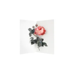 Rose 3D Pop Up Greeting Card | Ohh Deer